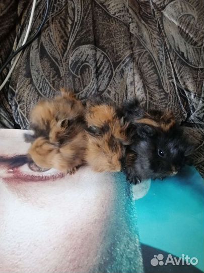 Морская свинка