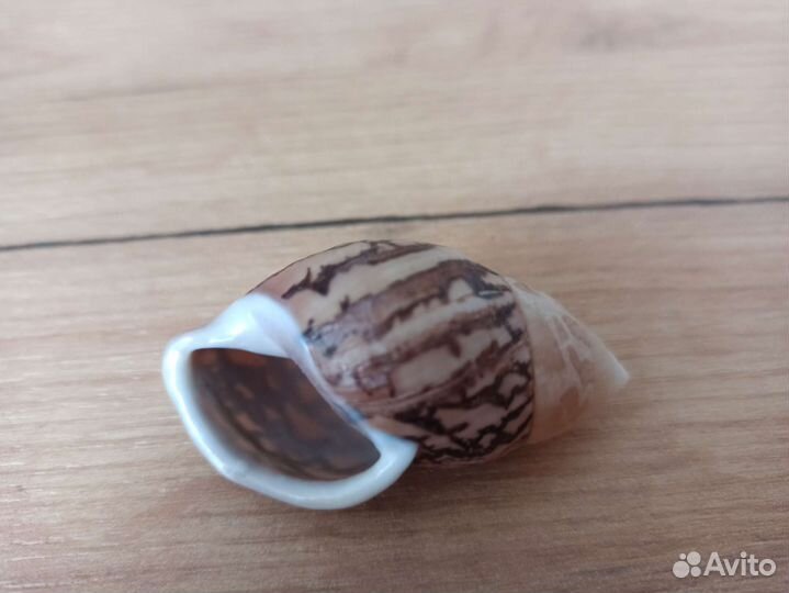 Морская раковина