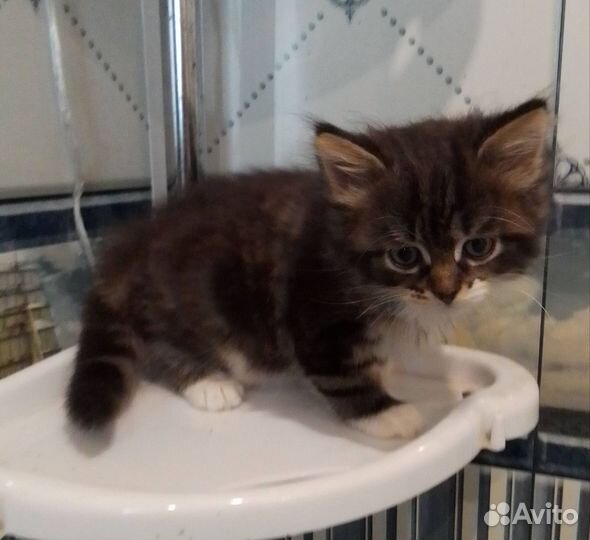 Кошка для тех кто понимает