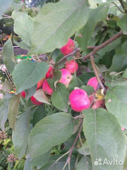 Ранетки Аленушка