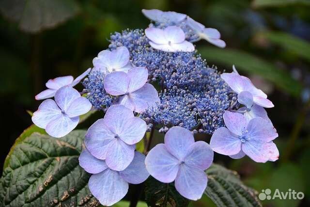 Hydrangea serrata shojo гортензия