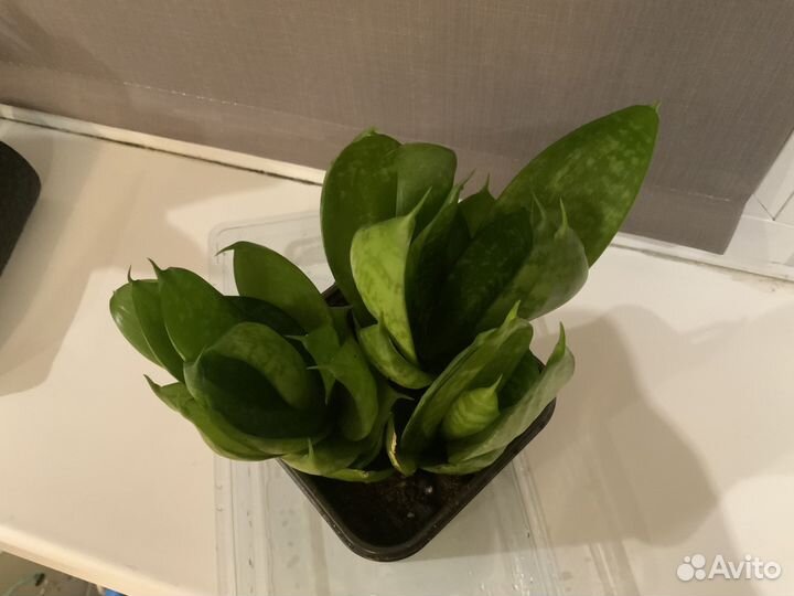 Сансевиерия Ханни грин 3 розетки