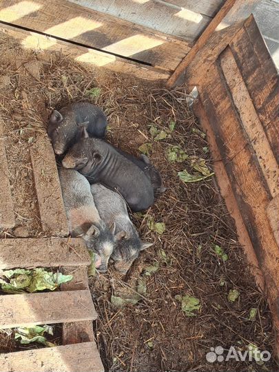 Вьетнамск вислобрюхий поросенок