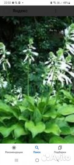 Растения для сада