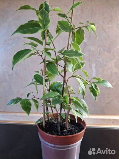 Фикус бенджамина пестролистный