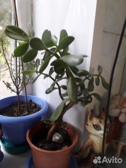 Крассула толстянка