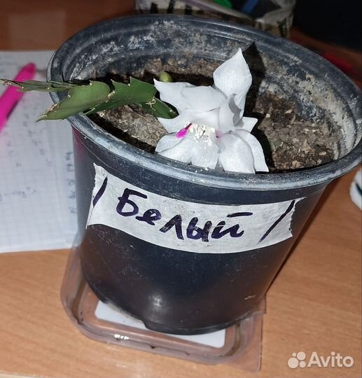 Декабрист