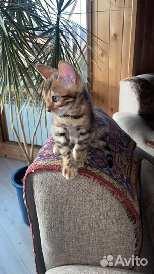 Бенгальские котята