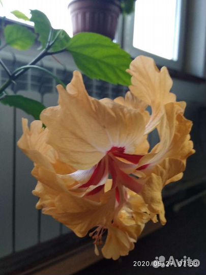 Гибискус (китайская роза) и др