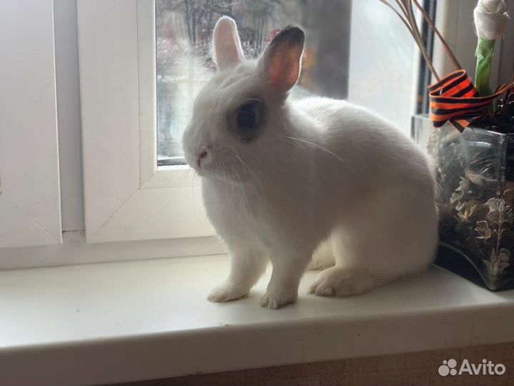 Отдам в добрые руки кролика