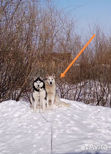 Собака ищет дом