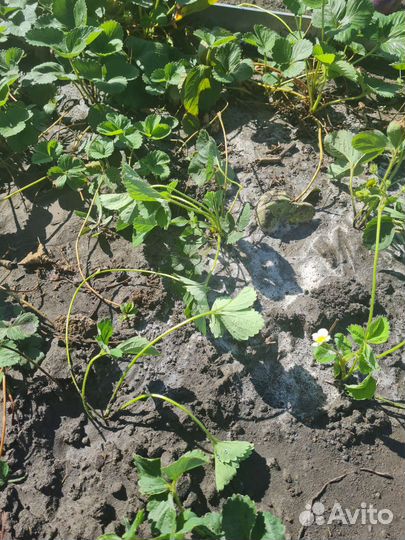 Клубника ремонтантная рассада