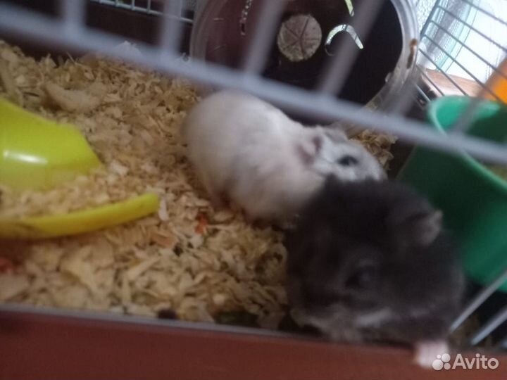 Джунгарский хомяк