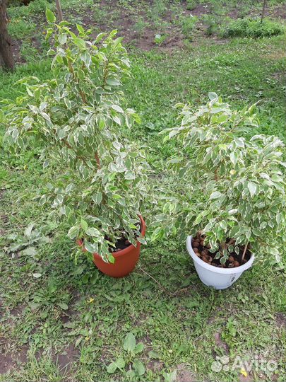 Фикус бенджамина