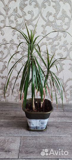 Пальма драцена