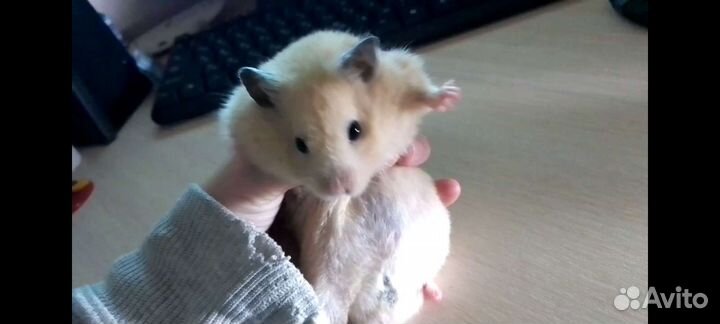 Сирийский хомяк с клеткой