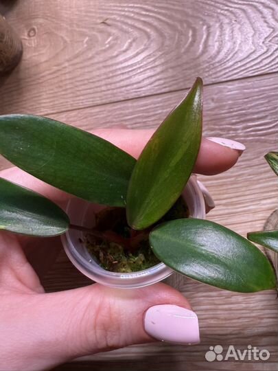 Филодендрон