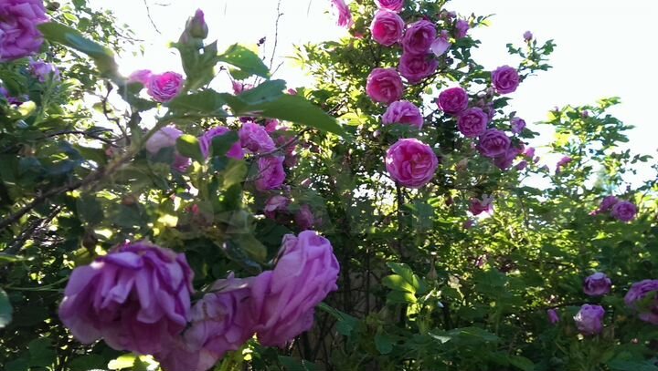 Участок 13,6 сот. (ИЖС)