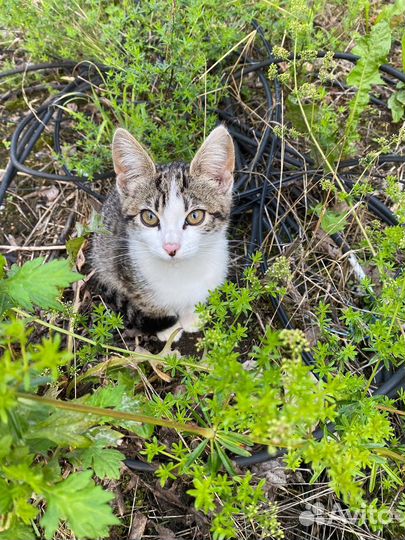 Котёнок в добрые руки, котенка выкинули люди