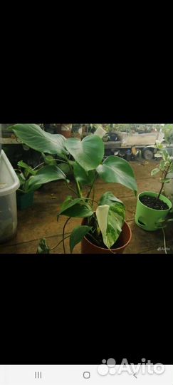 Монстеры и рафидофоры