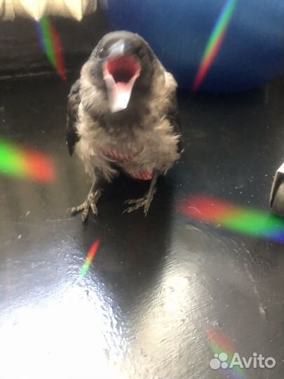 Памперс для птицы (L)