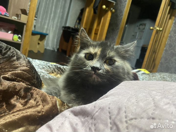 Кошки в добрые руки