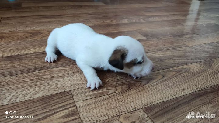 Джек Рассел терьер