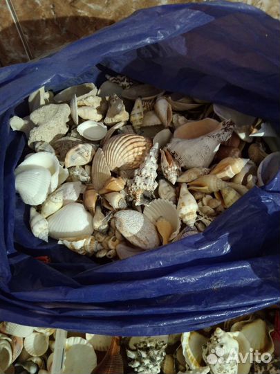 Ракушка морская большая