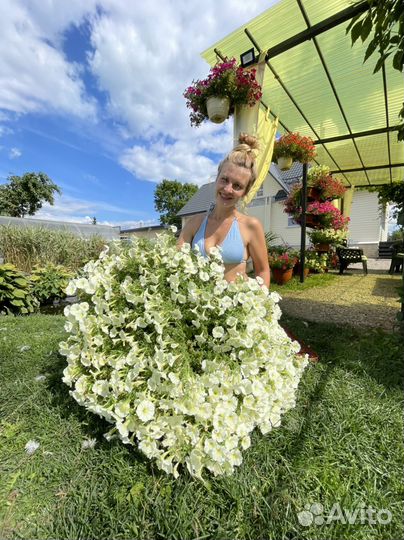 Петуния в кашпо и балконных ящиках