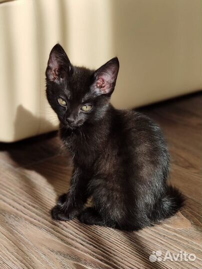 Черная кошечка