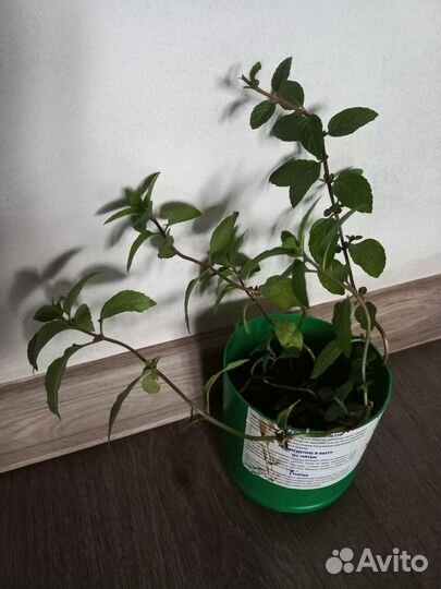 Мята ментол