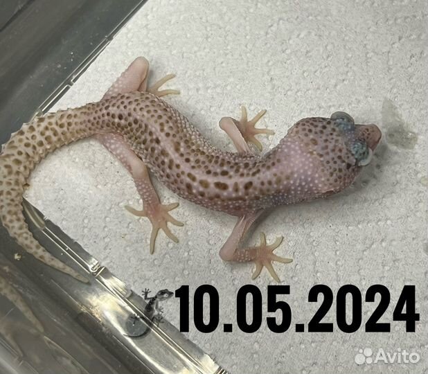 Леопардовый геккон Эублифар