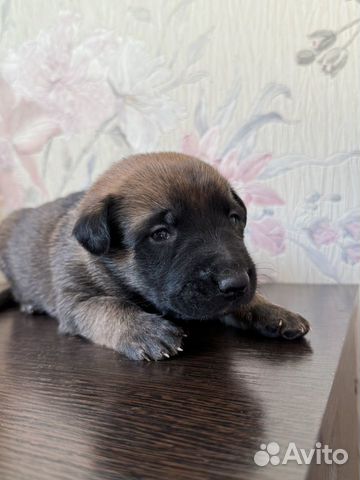 Бельгийская овчарка щенок Малинуа knpv (щенки) объявление продам