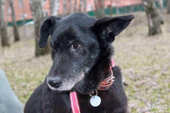 Помогите обрести старичку дом