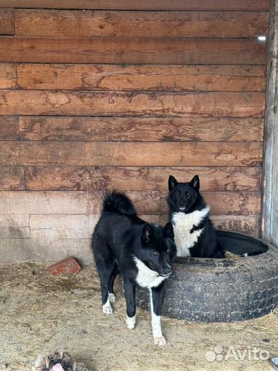 Русско европейская лайка