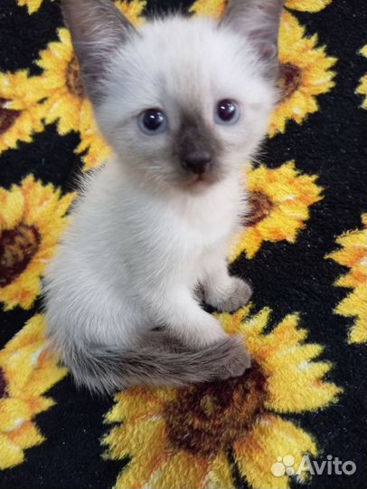 Кошки