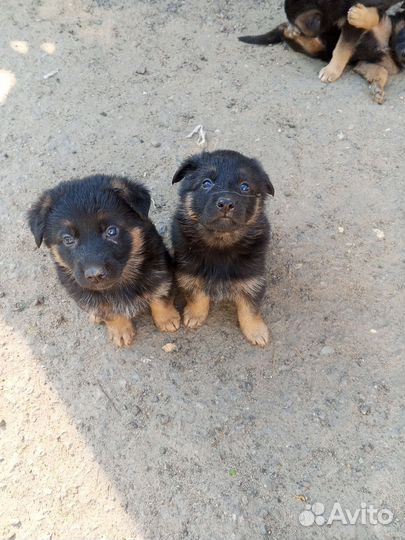 Щенки немецкой овчарки