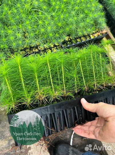 Сосна зкс окс сеянцы Ель Лиственница Голуб Горная