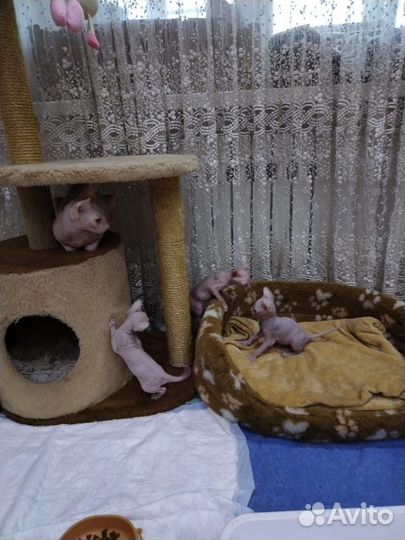 Донской сфинкс