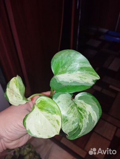 Эпипремнум хеппи лиф