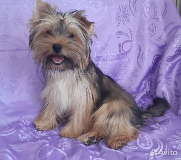 Йорки, Голддаст, Бивер,Шоколад