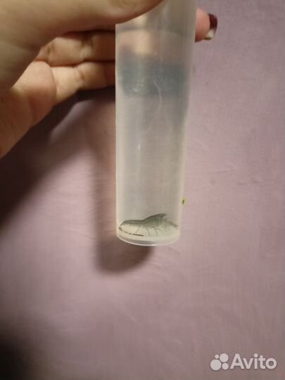 Мексиканский карликовый рак