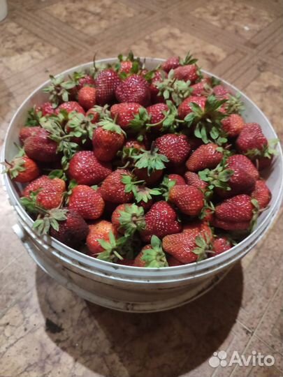 Клубника домашняя грунтовая