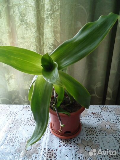 Алоэ столетник; живое дерево; золотой ус - отводки