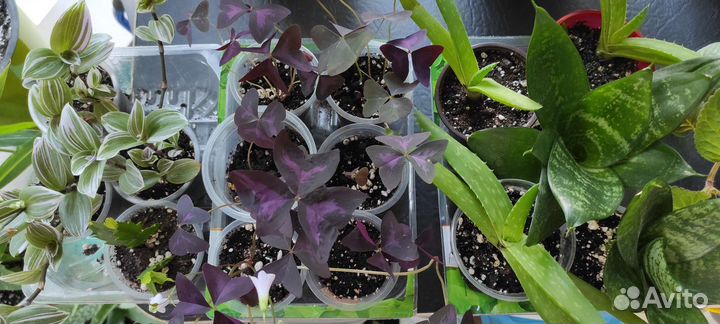 Комнатные цветы всё по 50
