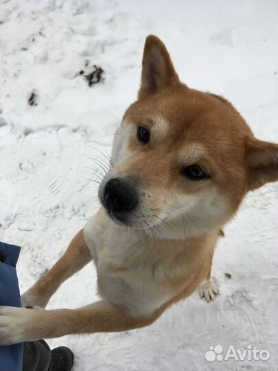 Щенки сиба ину