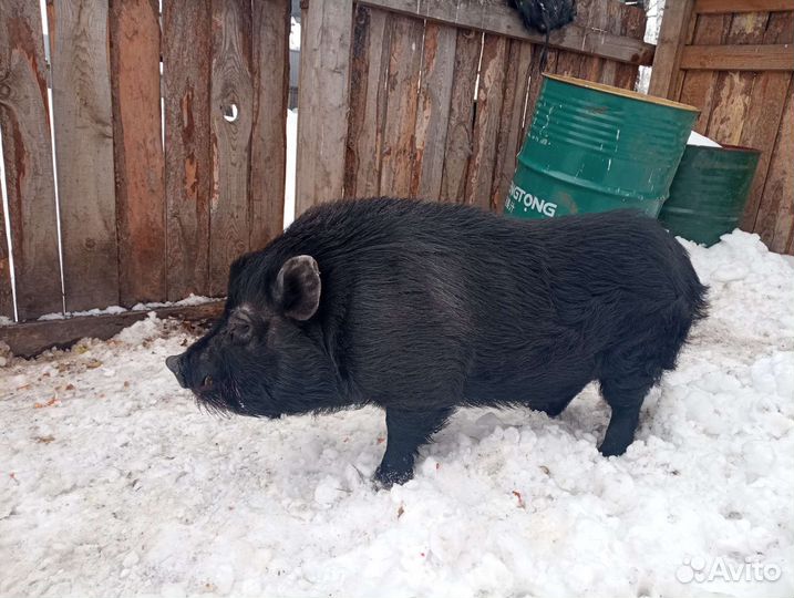 Вьетнамский хряк