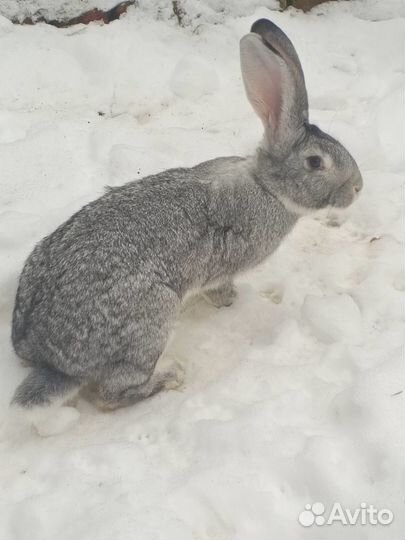 Кролики мясных пород