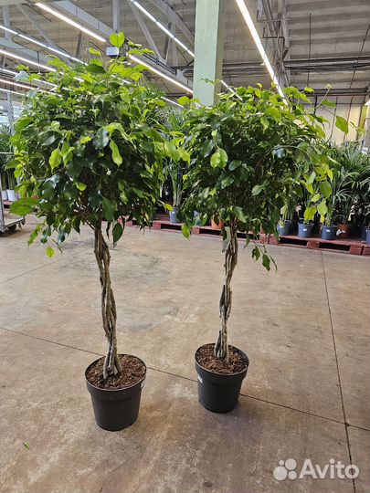 Фикус Бенджамина Экзотика переплетенный ствол