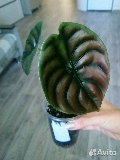 Алоказия купрея медная